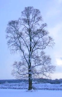 Darvole Elm.jpg