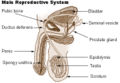 Male reproductive system.