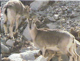 Tibetan gazelles.JPG