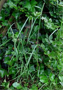 Timoteegras plant Phleum pratense subsp pratense.jpg