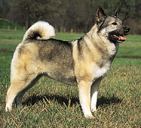 Odogs00015p4.jpg