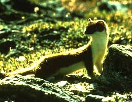 WEASEL.JPG