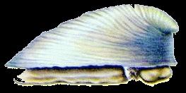 Neopilina001.jpg