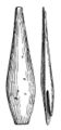 Bone point