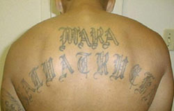 Marasalvatrucha13.png