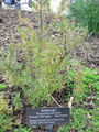 A Rosemary bush at Longwood Gardens