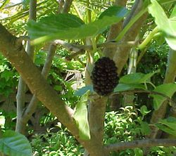 Mulberry larger.jpg
