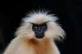 Golden langur