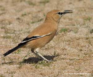 Iranian-Ground-Jay-1.jpg