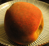 Orange saprotrophic fungus