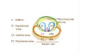 Zones of prostate