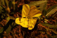 Wild Mustard.jpg