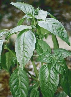 Basil 1511.jpg