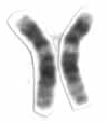 Human male karyotpe high resolution - Chromosome 12 cropped.png