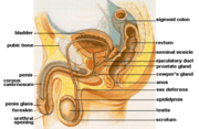 Male anatomy.png