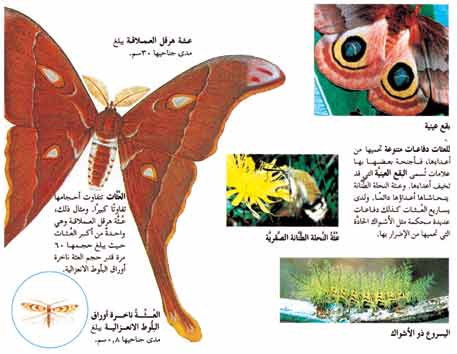 Moth 01b.jpg