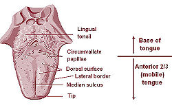 Illu04 tongue.jpg