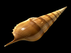 Tibia insulaechorab .jpg