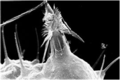 SEM image of a discharged nematocyst.