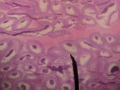 Microscopic shot.