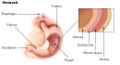 Stomach