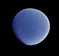 Compound eye of Antarctic krill Euphausia superba.