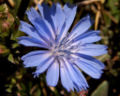 Cichorium intybus Photo: Bruce Marlin