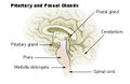 Pituitary and pineal glands