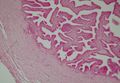 Histology