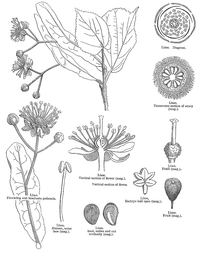 Tilia289.gif