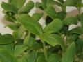 Melon, seed plant