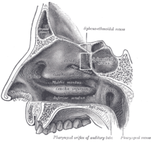 Recessussphenoethmoidalis.PNG