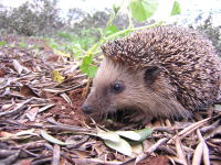 Igel.JPG