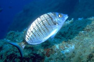 Diplodus puntazzo Guido Picchetti.jpg