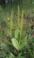 Listera ovata, a less showy orchid
