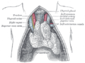 The thymus of a full-time fetus, exposed in situ.
