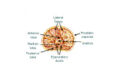 Lobes of prostate