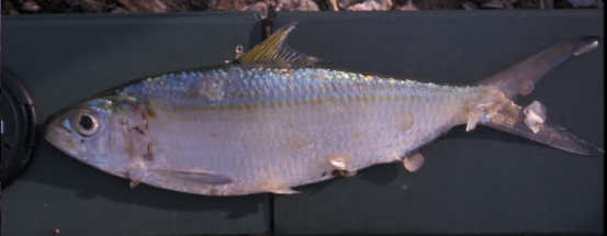 Ethmalosa fimbriata