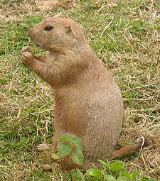 Prairie.dog.600pix.jpg