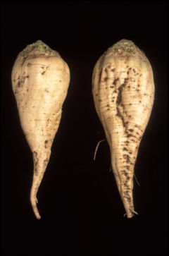 SugarBeet.jpg