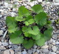 Foliage