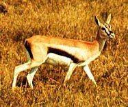 Thomsons-gazelle.jpg