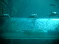 Nurse Sharks Mayan Temple