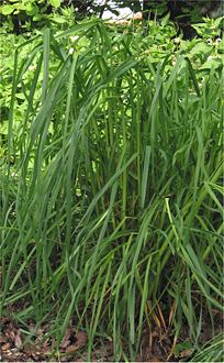 Dactylis glomerata Kropaar plant.jpg