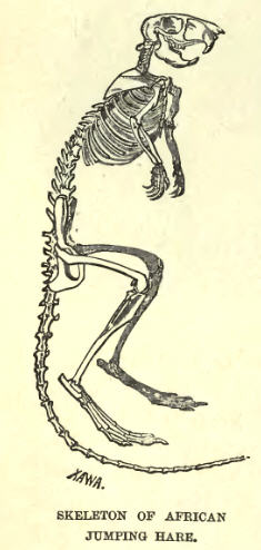 SpringhaasSkelLyd.jpg