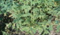 the cultivated annual chickpea Cicer arietinum