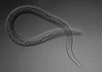 Necator Americanus L3 x1000 12-2007.jpg