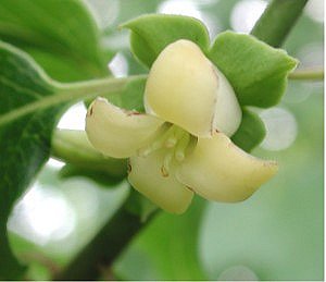 Persimmon 0375.jpg