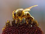 Bees Collecting Pollen 2004-08-14.jpg