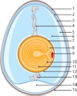 Egg Schematic